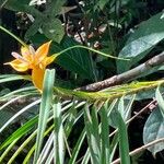 Freycinetia angustifolia