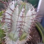 Euphorbia polygona Bark