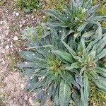 Echium asperrimum 葉