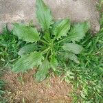 Plantago majorList