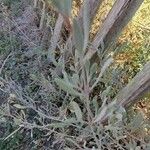 Atriplex portulacoides Blad