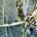 Solanum quitoense Bark