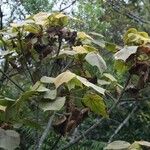 Dombeya reclinata 整株植物