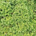 Abies koreana عادت داشتن