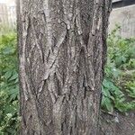 Salix babylonica 树皮