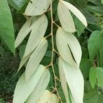 Bauhinia ungulata Hoja