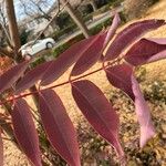 Toxicodendron succedaneum Levél