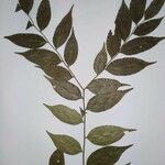 Geissospermum laeve 葉