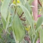 Flaveria bidentis Leaf