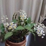 Dendrobium thyrsiflorum Flor