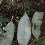 Guatteria citriodora Φύλλο