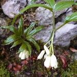 Cardamine enneaphyllos Кветка