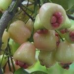 Syzygium aqueum ഫലം