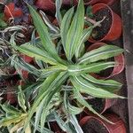 Dracaena fragransЛіст