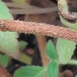 Kohleria hirsuta Bark