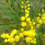 Acacia decurrens Flor