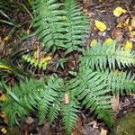 Polystichum braunii Habit