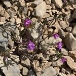 Galeopsis angustifolia Habit