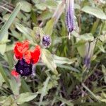 Cuphea llavea Flower