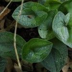 Asarum tamaense ഇല