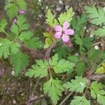 Geranium purpureumFlors