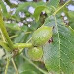 Juglans regiaOwoc