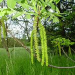 Juglans mandshurica Flor