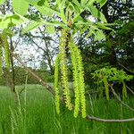 Juglans mandshurica फूल