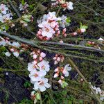 Prunus tomentosa 花