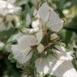 Lamium moschatum Flower