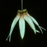 Bulbophyllum flabellum-veneris Blomst
