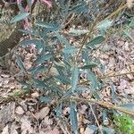 Salix purpurea Blad