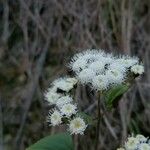Ageratina adenophora Květ