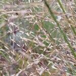 Panicum virgatum Fruit