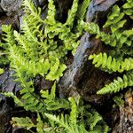 Asplenium marinum Leaf