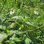 Impatiens tinctoria Хабит