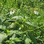 Impatiens tinctoria Buveinė