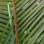 Archontophoenix alexandrae Leaf