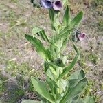 Cynoglossum creticum Flower