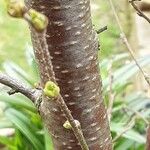 Betula pubescens Bark