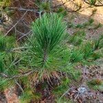 Pinus nigraLeaf