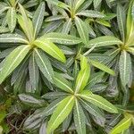Euphorbia stygiana Hoja