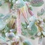 Frankenia pulverulenta Fruto