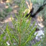 Erica lusitanica Leaf