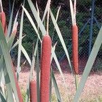 Typha latifolia Цвят