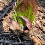 Symplocarpus foetidus Ліст