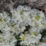 Paronychia kapela Libunga