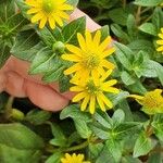 Sanvitalia procumbens Fula