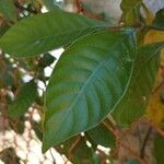 Psychotria carthagenensis Hoja