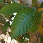 Psychotria carthagenensis Blad